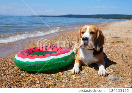 A cute beagle dog lies on the beach on the seashore on a sunny day. There is a floating ring nearby. A cute beagle dog lies on the beach on the seashore on a sunny day. There is a floating ring nearby. 124335135