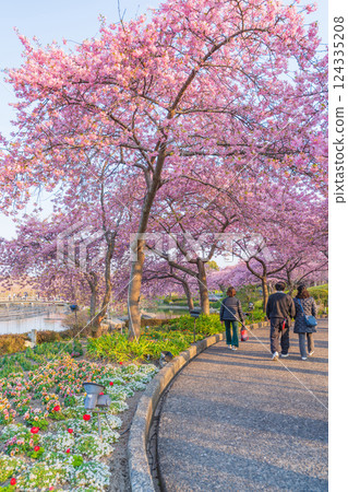 Spring in Nabana Village, Kawazu cherry blossoms in full bloom (Kuwana City, Mie Prefecture) 124335208