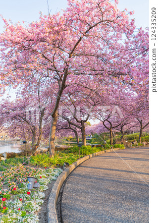 Spring in Nabana Village, Kawazu cherry blossoms in full bloom (Kuwana City, Mie Prefecture) 124335209