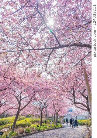 Spring in Nabana Village, Kawazu cherry blossoms in full bloom (Kuwana City, Mie Prefecture) 124335211
