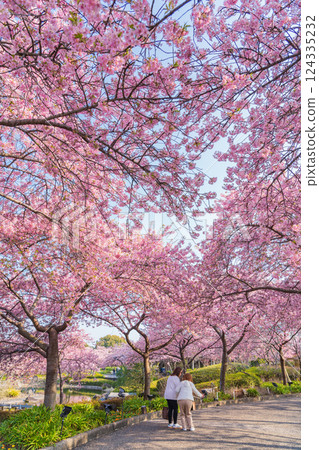 Spring at Nabana Village, Heart-shaped Kawazu Cherry Blossoms (Kuwana City, Mie Prefecture) Spring at Nabana Village, Heart-shaped Kawazu Cherry Blossoms (Kuwana City, Mie Prefecture) 124335232