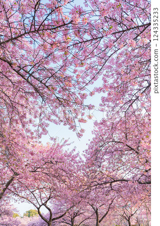 Spring at Nabana Village, Heart-shaped Kawazu Cherry Blossoms (Kuwana City, Mie Prefecture) Spring at Nabana Village, Heart-shaped Kawazu Cherry Blossoms (Kuwana City, Mie Prefecture) 124335233