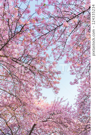 Spring at Nabana Village, Heart-shaped Kawazu Cherry Blossoms (Kuwana City, Mie Prefecture) 124335234