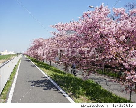 山崎公園的河津櫻花(埼玉縣富士見市) 山崎公園的河津櫻花(埼玉縣富士見市) 124335610