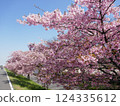 Kawazu cherry blossoms at Yamazaki Park (Fujimi City, Saitama Prefecture) 124335612