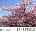 Kawazu cherry blossoms at Yamazaki Park (Fujimi City, Saitama Prefecture) 124335613