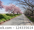 Kawazu cherry blossoms at Yamazaki Park (Fujimi City, Saitama Prefecture) 124335614