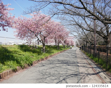 Kawazu cherry blossoms at Yamazaki Park (Fujimi City, Saitama Prefecture) Kawazu cherry blossoms at Yamazaki Park (Fujimi City, Saitama Prefecture) 124335614
