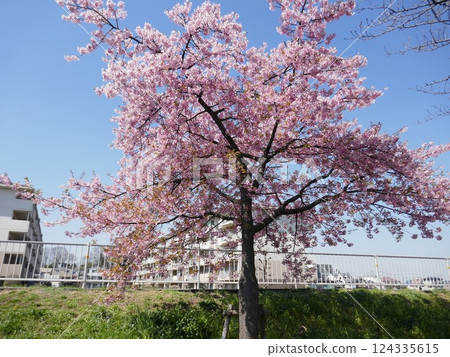 Kawazu cherry blossoms at Yamazaki Park (Fujimi City, Saitama Prefecture) 124335615