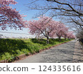 Kawazu cherry blossoms at Yamazaki Park (Fujimi City, Saitama Prefecture) 124335616
