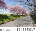 Kawazu cherry blossoms at Yamazaki Park (Fujimi City, Saitama Prefecture) 124335617