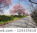 Kawazu cherry blossoms at Yamazaki Park (Fujimi City, Saitama Prefecture) 124335618