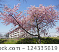 Kawazu cherry blossoms at Yamazaki Park (Fujimi City, Saitama Prefecture) 124335619