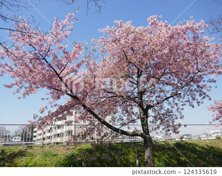 山崎公園的河津櫻花(埼玉縣富士見市) 山崎公園的河津櫻花(埼玉縣富士見市) 124335619