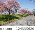 Kawazu cherry blossoms at Yamazaki Park (Fujimi City, Saitama Prefecture) 124335620