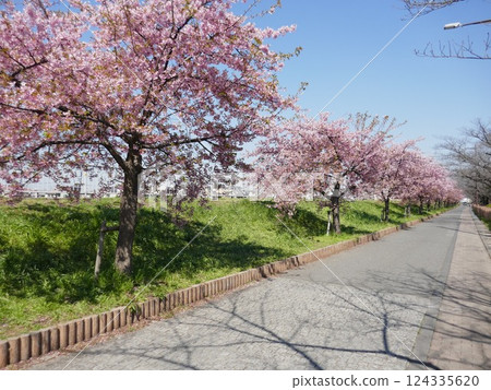 山崎公園的河津櫻花(埼玉縣富士見市) 山崎公園的河津櫻花(埼玉縣富士見市) 124335620