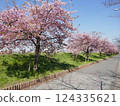 Kawazu cherry blossoms at Yamazaki Park (Fujimi City, Saitama Prefecture) 124335621