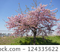 Kawazu cherry blossoms at Yamazaki Park (Fujimi City, Saitama Prefecture) 124335622