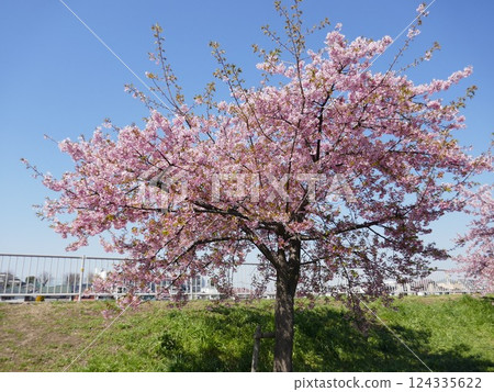 山崎公園的河津櫻花（埼玉縣富士見市） 124335622