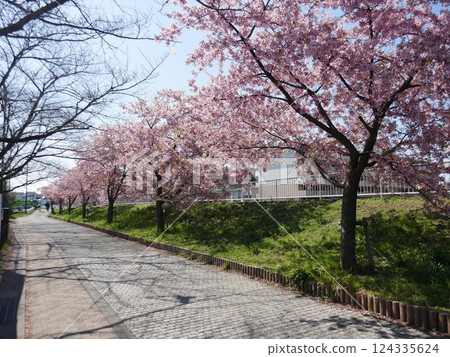 山崎公園的河津櫻花(埼玉縣富士見市) 山崎公園的河津櫻花(埼玉縣富士見市) 124335624