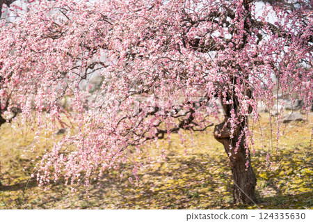 春天裡綏爛的垂枝梅花① 春天裡綏爛的垂枝梅花① 124335630