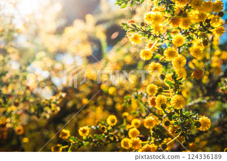 Golden Wattle tree (Acacia pycnantha) blooming during late winter season 124336189
