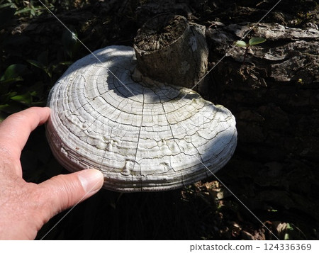 生長在腐朽木材上的“黑色多孔菌” 124336369