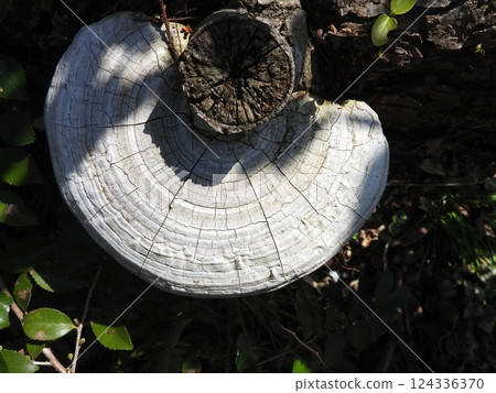 "Polyporus nigricans" growing on rotting wood 124336370