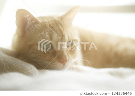 Daily scenery of cat parent and child 124336446