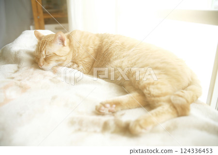 Daily scenery of cat parent and child 124336453