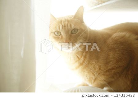 Daily scenery of cat parent and child Daily scenery of cat parent and child 124336458