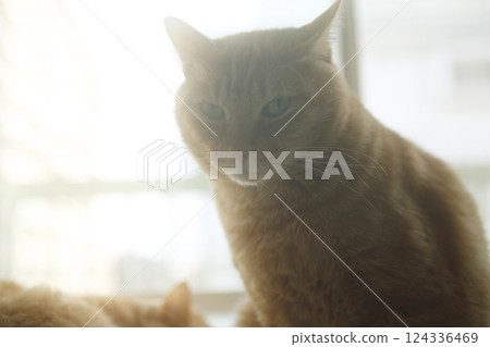 Daily scenery of cat parent and child Daily scenery of cat parent and child 124336469