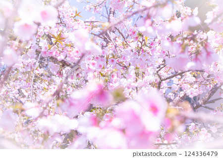 迷人的櫻花照片 124336479