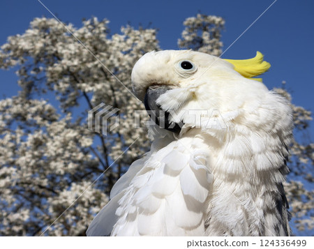Yellow-bellied parrot parakeet cockatoo white parrot bird crown feathers crest 124336499