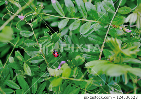 Ladybug 124336528