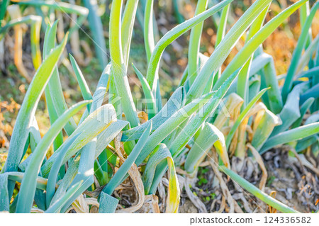 Frost-covered leeks in a field 124336582
