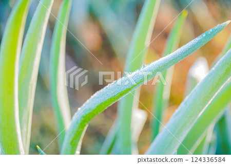 Frost-covered leeks in a field 124336584