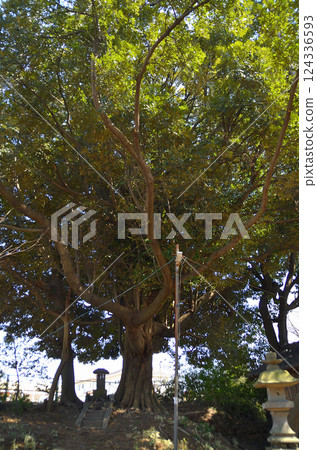 埼玉縣鴻巢市瀧葉室冰河神社拜殿旁的一棵大須陀寺樹 埼玉縣鴻巢市瀧葉室冰河神社拜殿旁的一棵大須陀寺樹 124336593