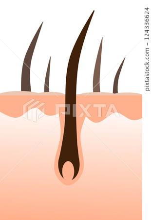Cross-sectional illustration of healthy black hair and body hair growing from a hair root of cells 124336624