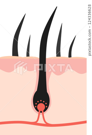 Cross-sectional illustration of healthy black hair and body hair growing from a hair root of cells 124336628