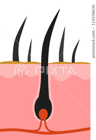 從毛根細胞中生長出來的健康黑髮和體毛的橫切面圖 124336630