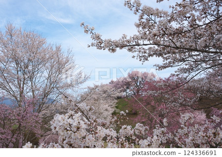 Okusa Castle Ruins Park (Kamiina District, Nagano Prefecture) 124336691