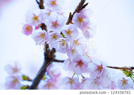 Newly bloomed cherry blossoms 124336781