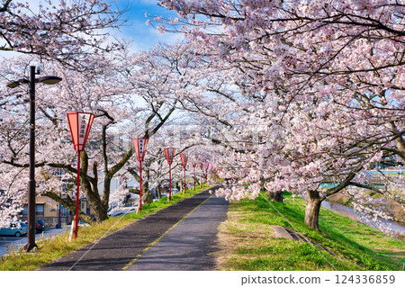 <Shimane Prefecture> Morning cherry blossoms along the Hii River bank 124336859