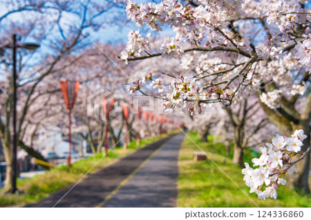<Shimane Prefecture> Morning cherry blossoms along the Hii River bank <Shimane Prefecture> Morning cherry blossoms along the Hii River bank 124336860