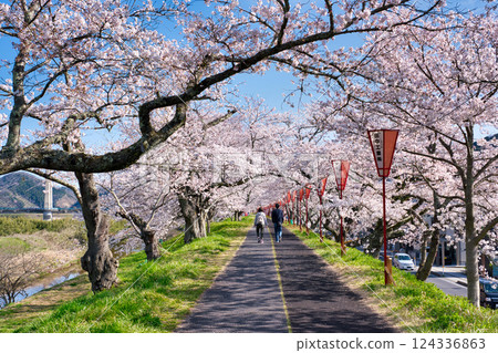 <島根縣>飛井川堤防:人們沿著盛開的櫻花樹散步 <島根縣>飛井川堤防:人們沿著盛開的櫻花樹散步 124336863