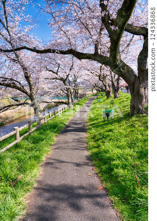 <島根縣> 比井川沿岸的晨櫻 124336868