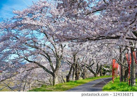 <Shimane Prefecture> Morning cherry blossoms along the Hii River bank 124336871