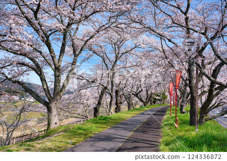 <Shimane Prefecture> Morning cherry blossoms along the Hii River bank 124336872