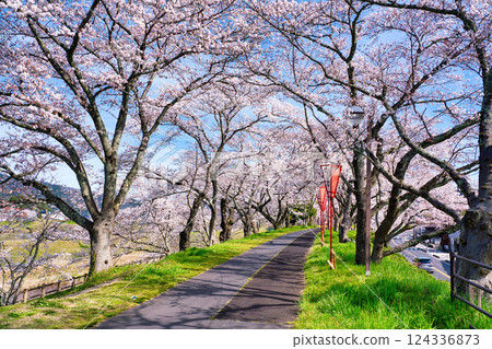 <Shimane Prefecture> Morning cherry blossoms along the Hii River bank 124336873